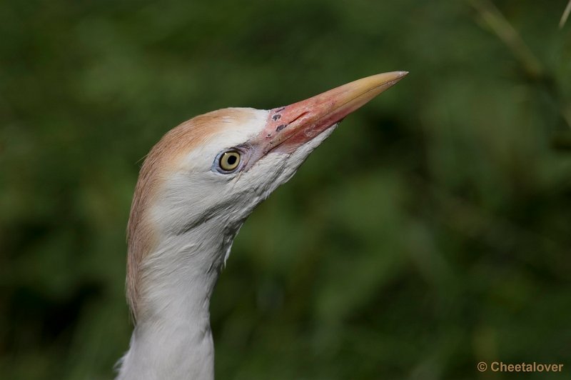 _DSC0601.JPG - Koereiger