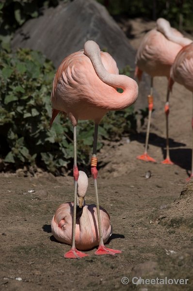 _DSC0605.JPG - Chileense Flamingo