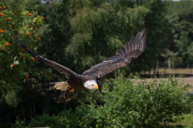 _DSC0644.JPG - Amerikaanse Zeearend 'Lady Maya'