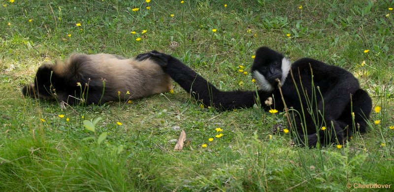 _DSC0670.JPG - Witwanggibbon