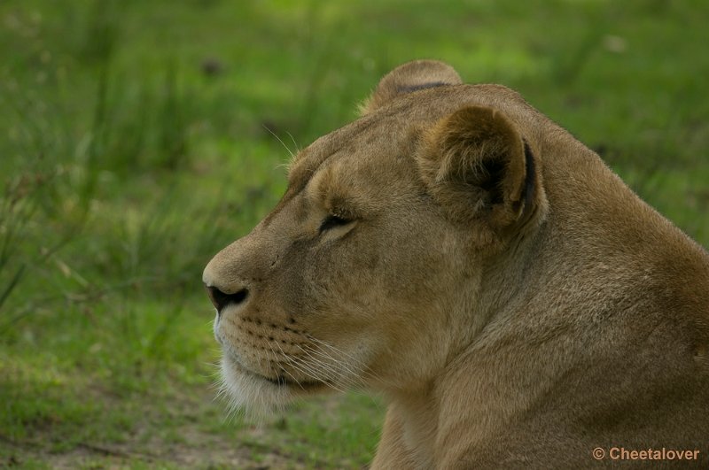 _DSC0687.JPG - Afrikaanse Leeuw