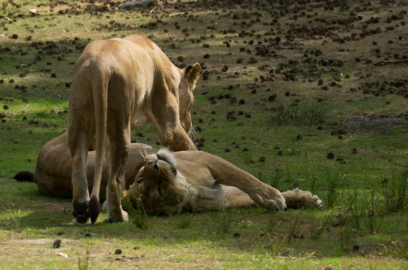 _DSC0694.JPG - Afrikaanse Leeuw