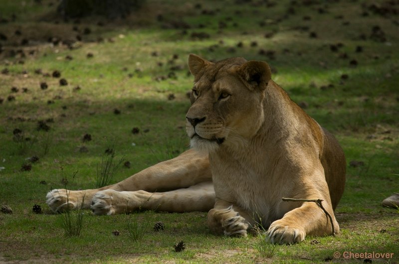 _DSC0699.JPG - Afrikaanse Leeuw