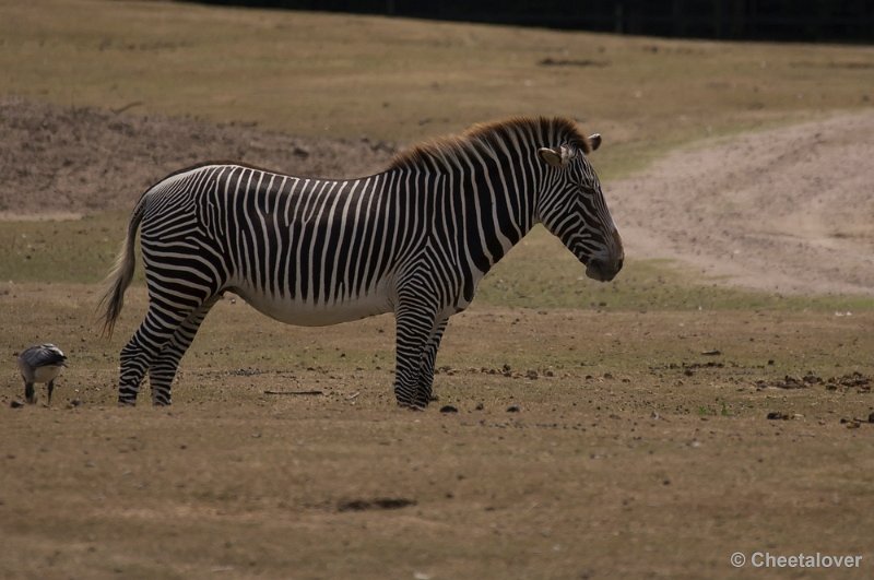 _DSC0718.JPG - Grevy Zebra