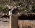 _DSC0590