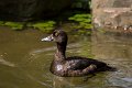 _DSC0711