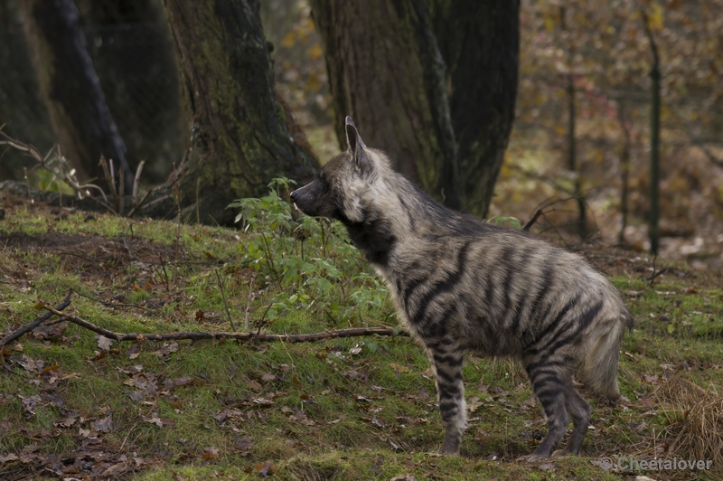 _DSC4977.JPG - Gestreepte Hyena