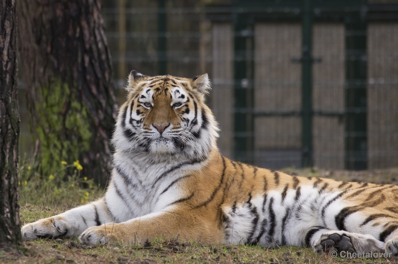 _DSC5043.JPG - Siberische Tijger