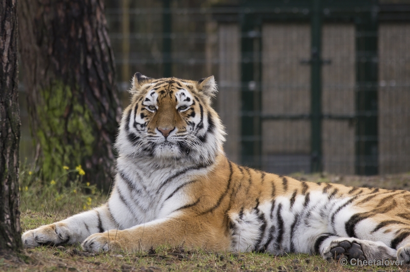 _DSC5043.JPG - Siberische Tijger