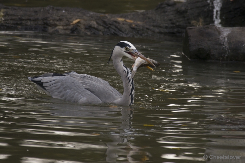 _DSC5119.JPG - Blauwe Reiger