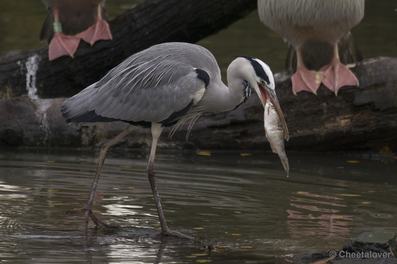 _DSC5122.JPG - Blauwe Reiger