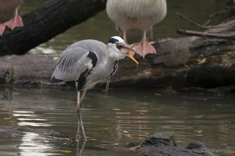 _DSC5128.JPG - Blauwe Reiger