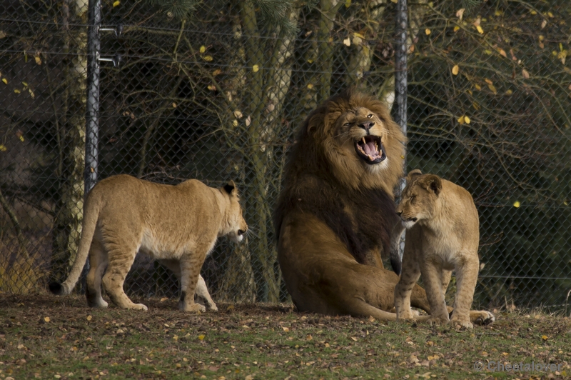 _DSC5187.JPG - Afrikaanse Leeuw