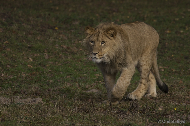 _DSC5204.JPG - Afrikaanse Leeuw