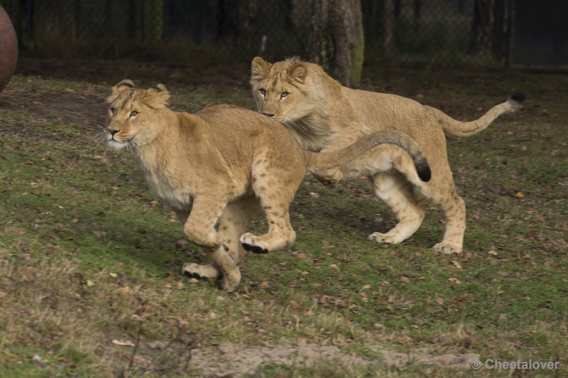 _DSC5218.JPG - Afrikaanse Leeuw