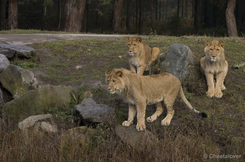 _DSC5235.JPG - Afrikaanse Leeuw