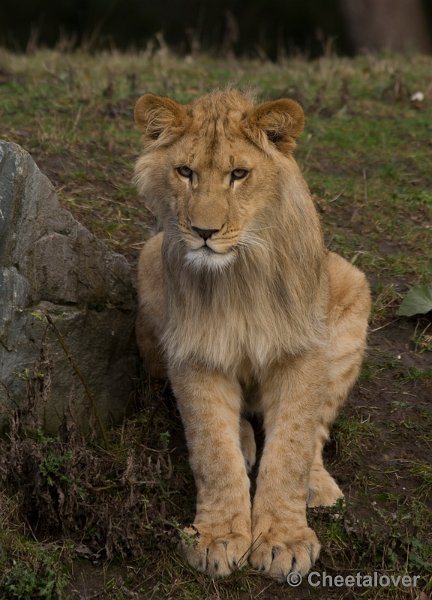 _DSC5244.JPG - Afrikaanse Leeuw