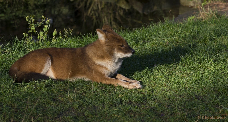 _DSC5314.JPG - Aziatische Wilde Hond