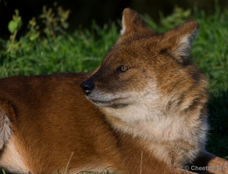 _DSC5316.JPG - Aziatische Wilde Hond