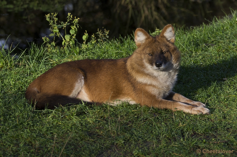 _DSC5321.JPG - Aziatische Wilde Hond