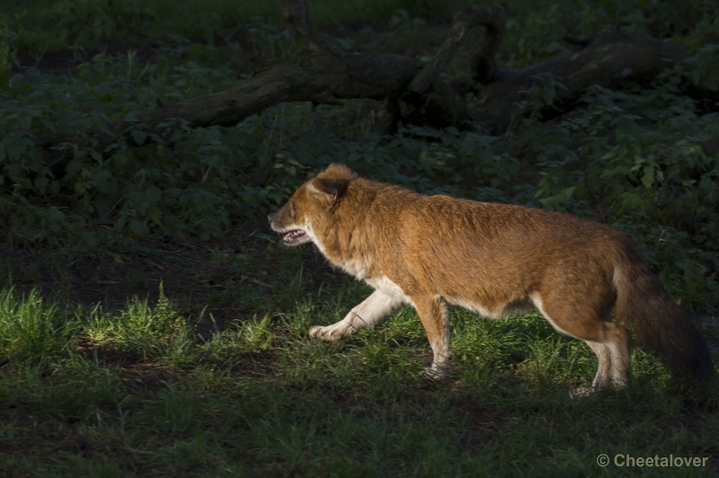 _DSC5336.JPG - Aziatische Wilde Hond