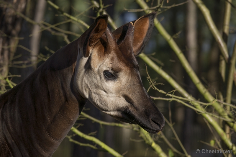 _DSC5337.JPG - Okapi