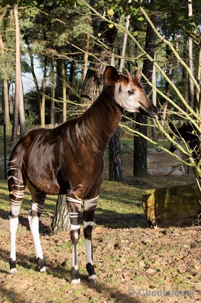 _DSC5339.JPG - Okapi