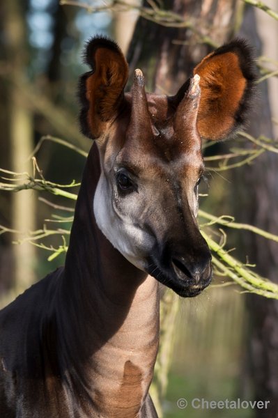 _DSC5351.JPG - Okapi