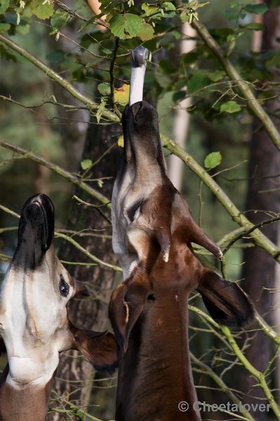 _DSC5368.JPG - Okapi