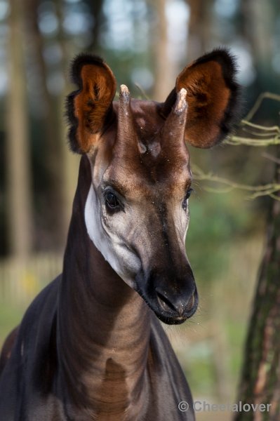 _DSC5376.JPG - Okapi