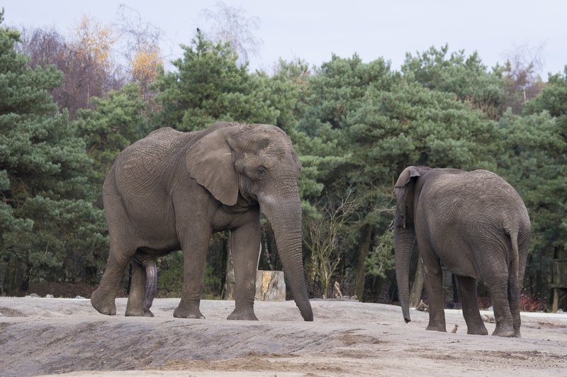 _DSC5388.JPG - Afrikaanse Olifant