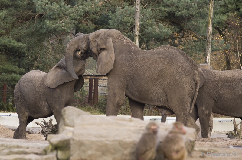 _DSC5406.JPG - Afrikaanse Olifant