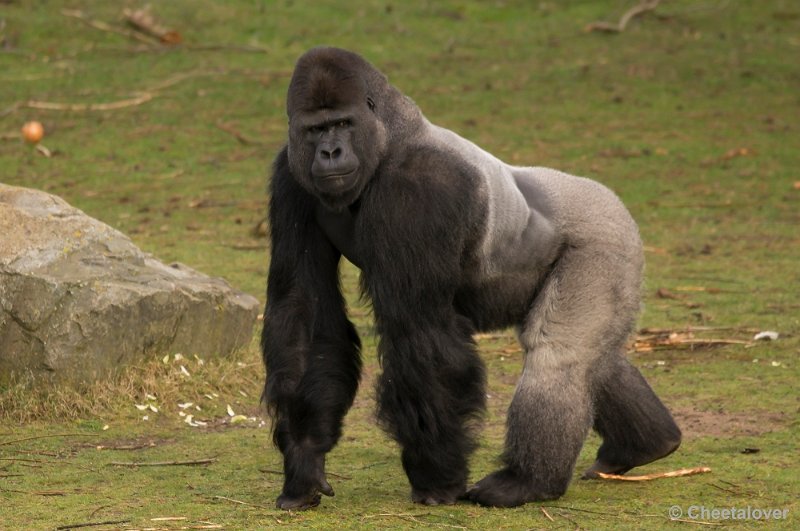 _DSC6162.JPG - Gorilla