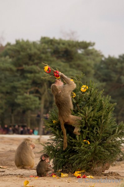 _DSC6355.JPG - maar dan het ik wel het stukje...