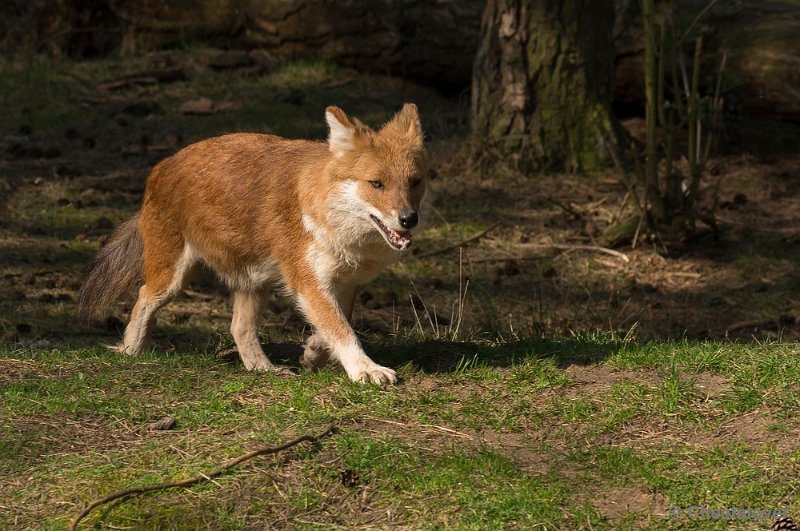 _DSC8918.JPG - Afrikaanse Wilde Hond