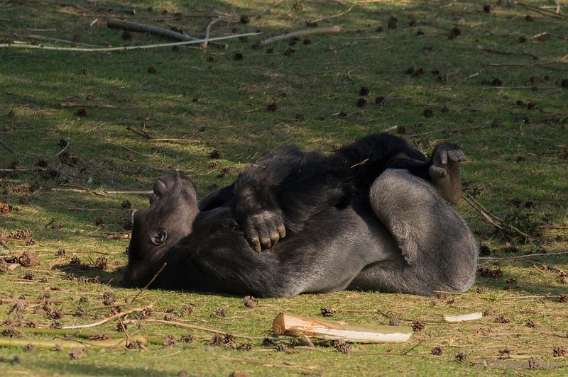 _DSC8923.JPG - Gorilla