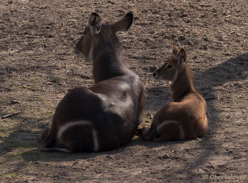 _DSC8949.JPG - Waterbok