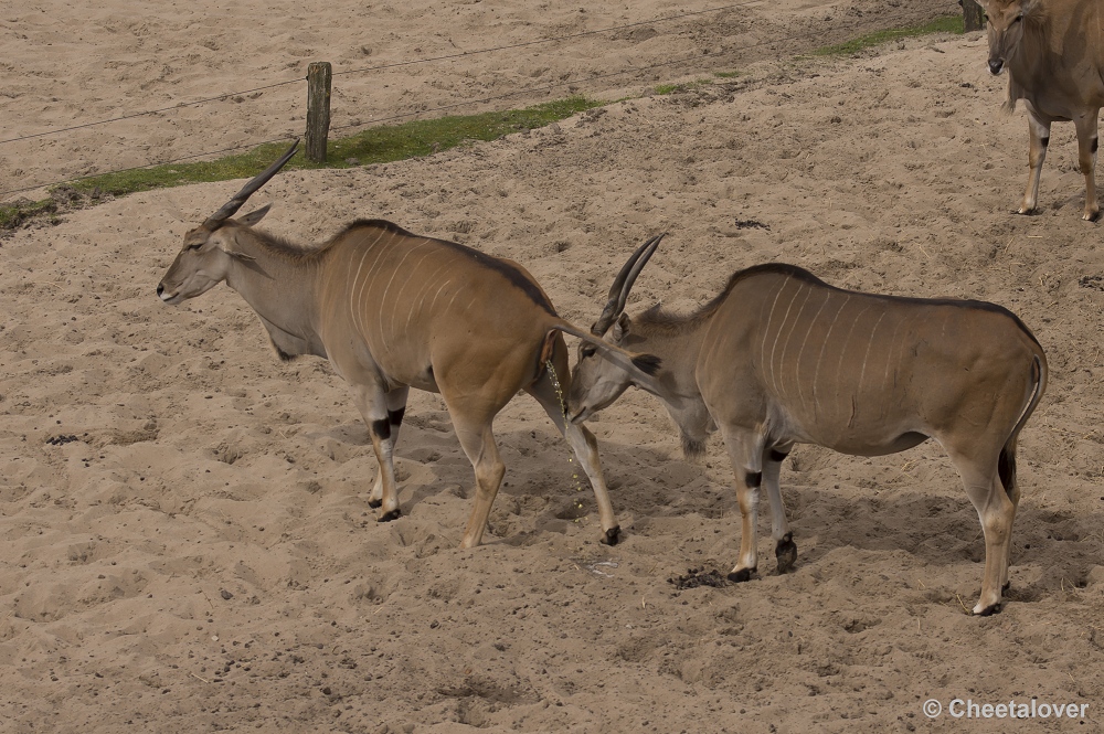 _DSC9602.JPG - Elandantilope