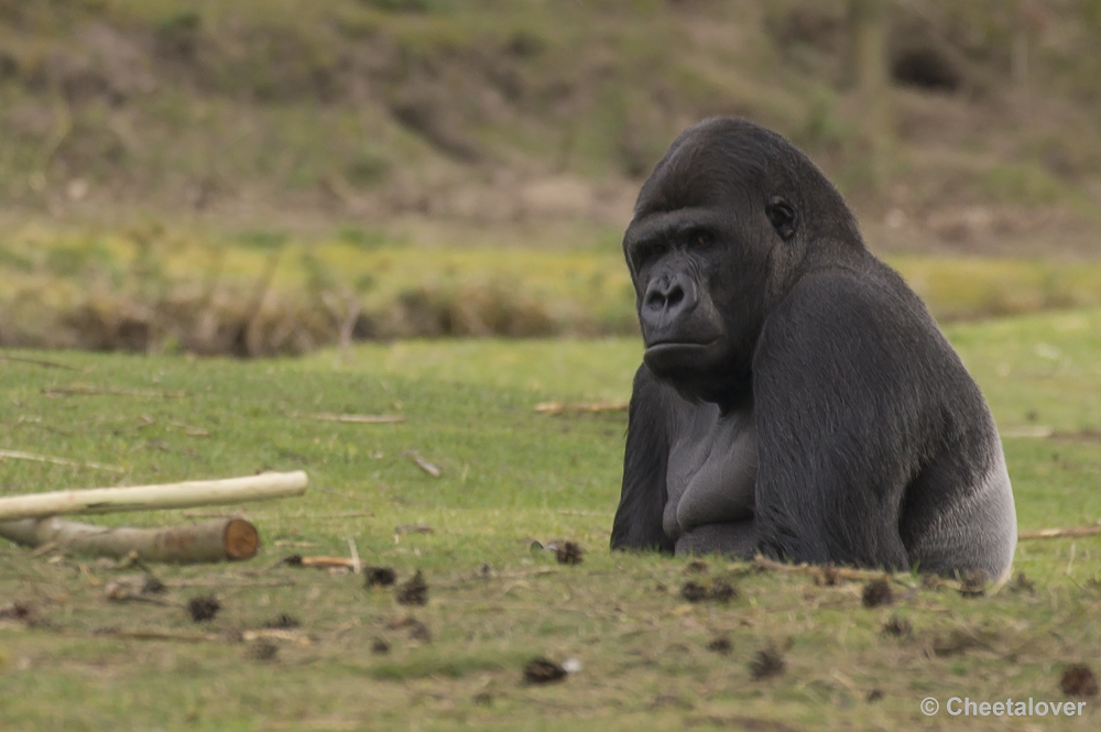 _DSC9609.JPG - Gorilla