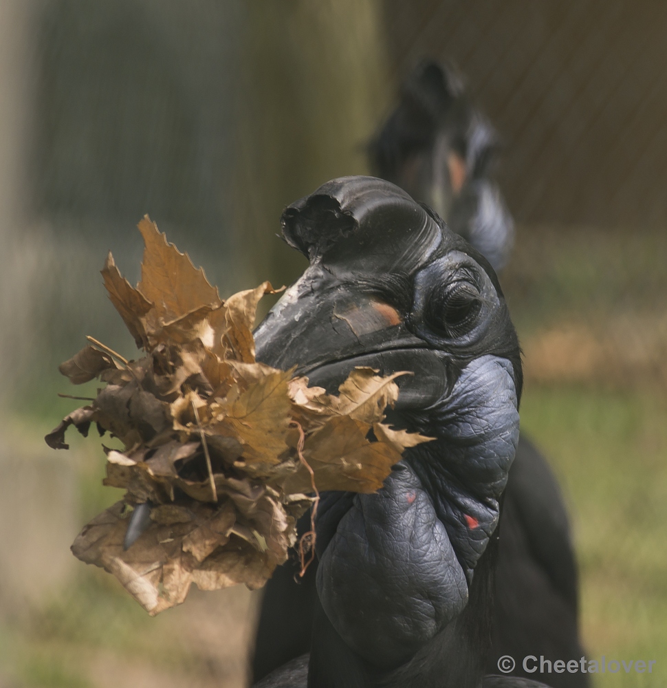 _DSC9628.JPG - Noordelijke Hoornraaf