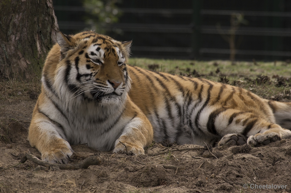 _DSC9633.JPG - Siberische Tijger 'Arisha'