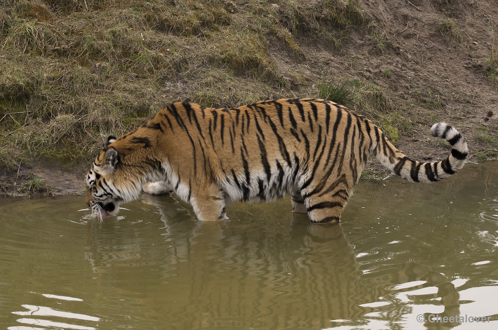 _DSC9644.JPG - Siberische Tijger 'Petrouchka'