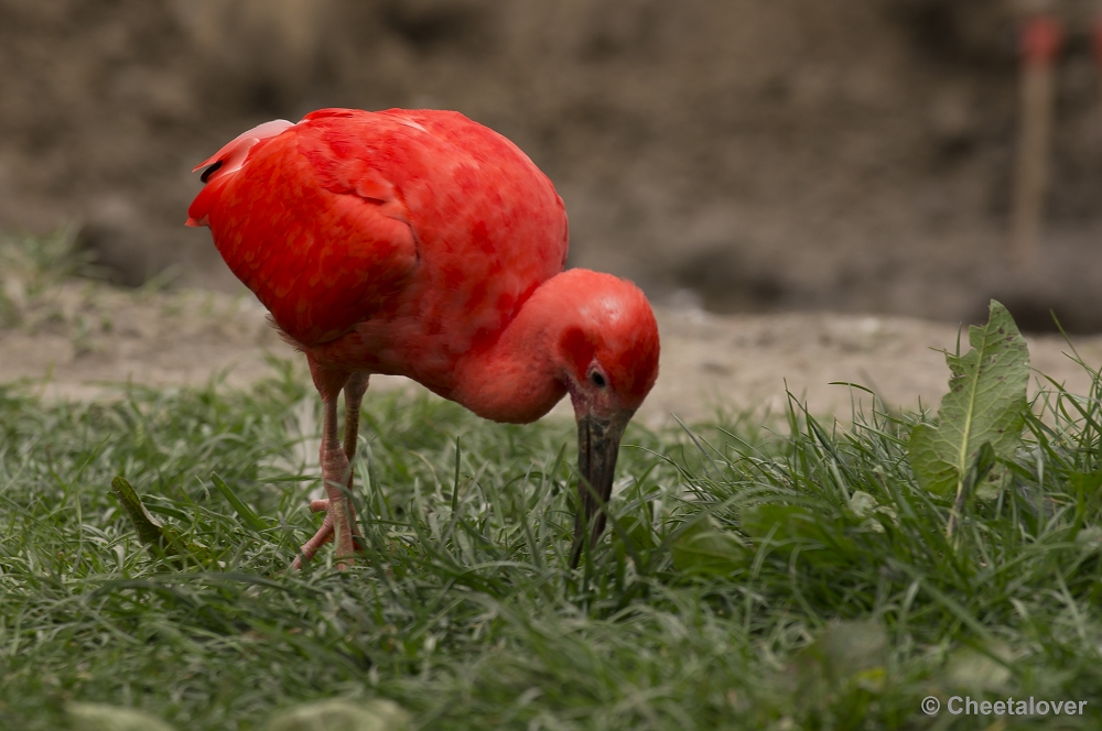 _DSC9669.JPG - Rode Ibis