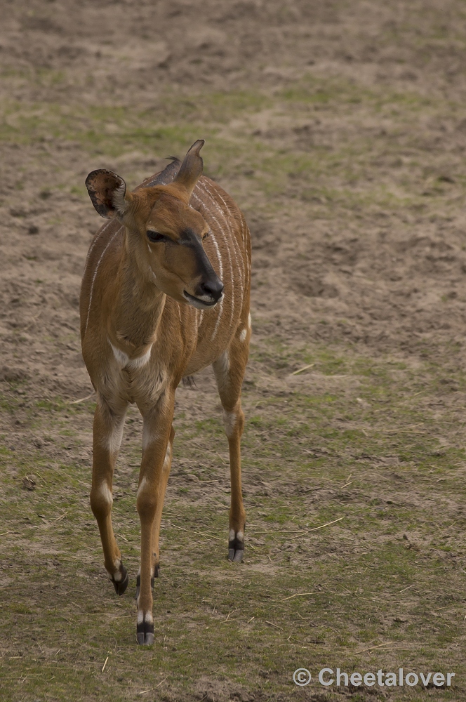 _DSC9756.JPG - Nyala