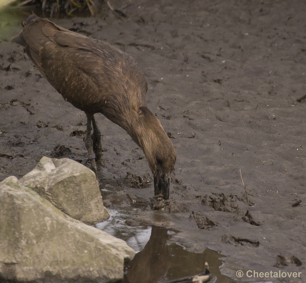 _DSC9848.JPG - Hamerkop