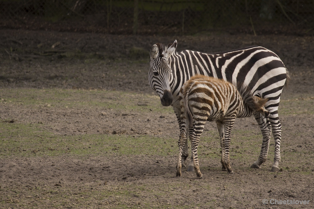 _DSC9875.JPG - Grant Zebra