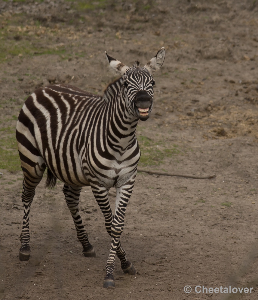 _DSC9877.JPG - Grant Zebra'Say Cheeeeeeese'