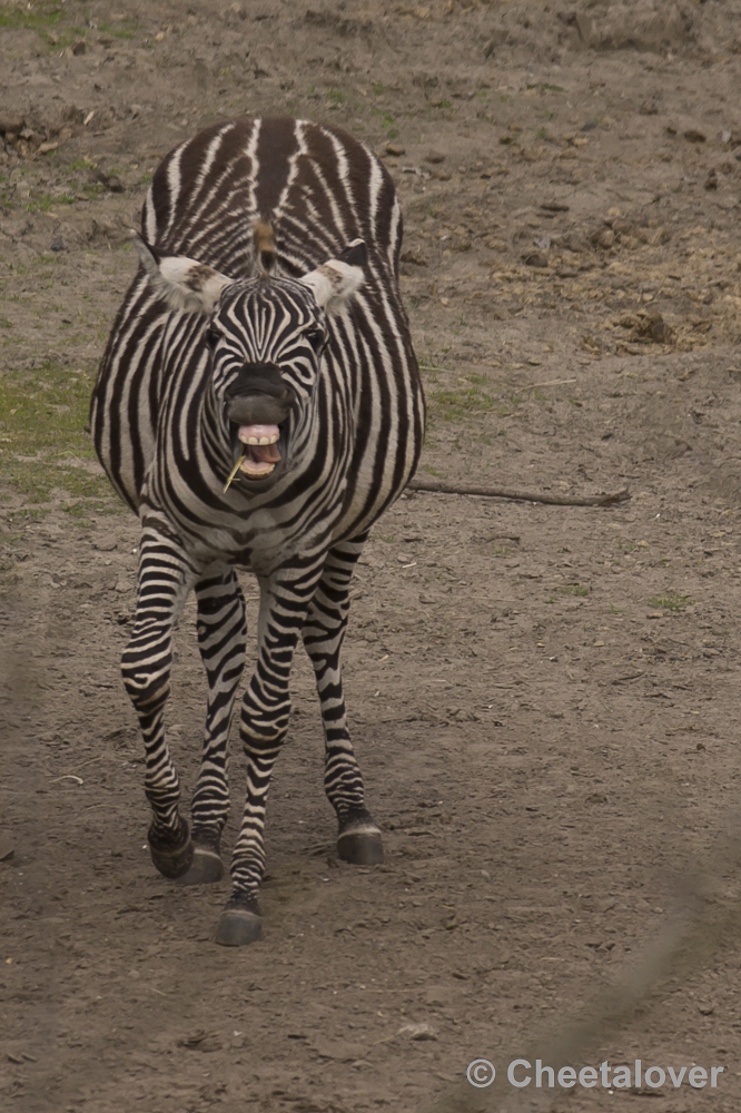 _DSC9879.JPG - Grant Zebra