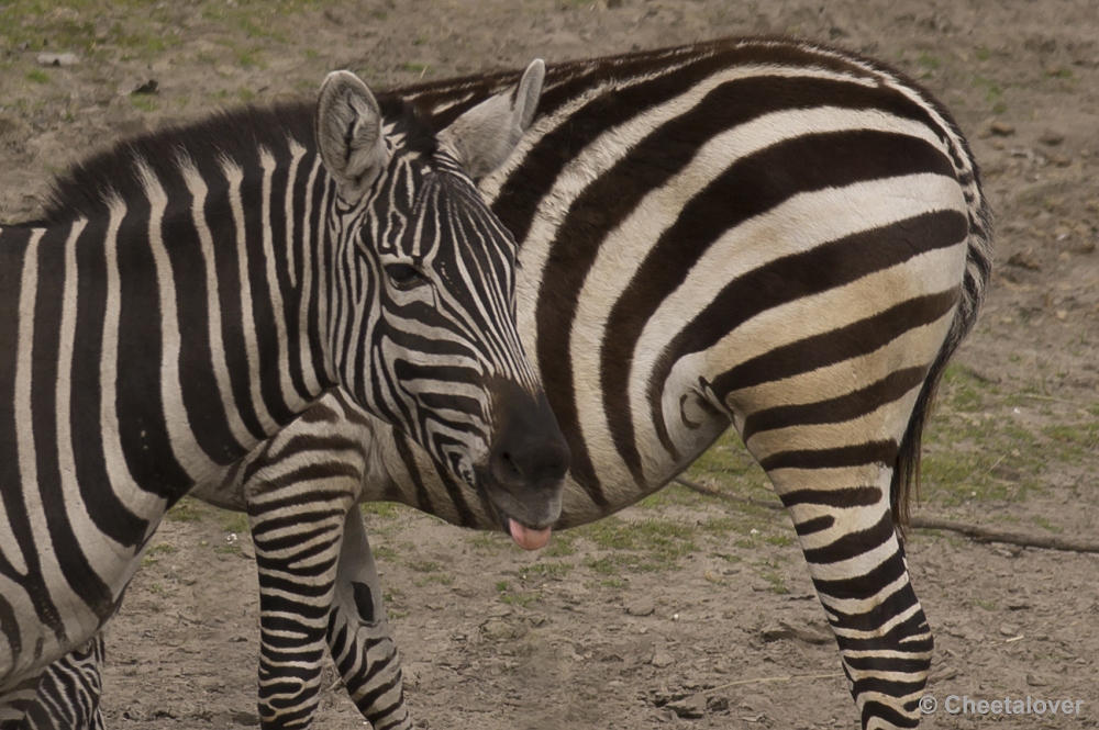 _DSC9883.JPG - Grant Zebra'pffffrrrrrt'