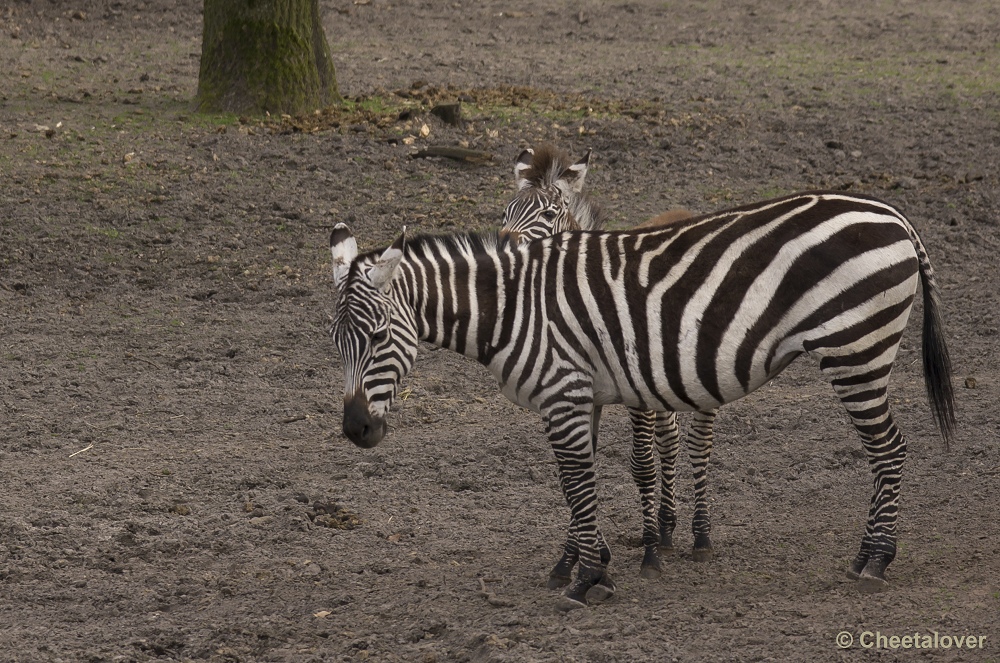 _DSC9891.JPG - Grant Zebra